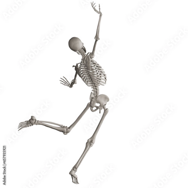Fototapeta skeleton posing 3d render illustration