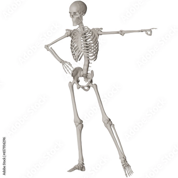 Fototapeta skeleton posing 3d render illustration with transparent background