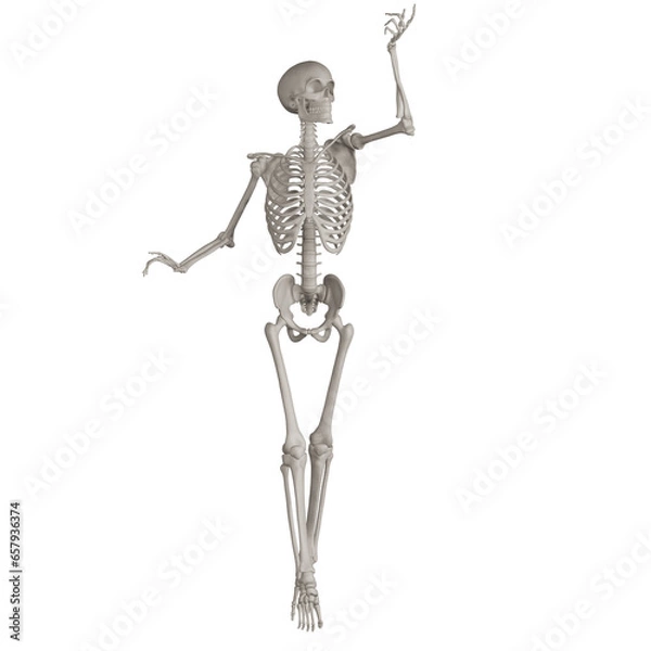 Fototapeta skeleton posing 3d render illustration