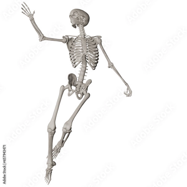 Fototapeta skeleton posing 3d render illustration