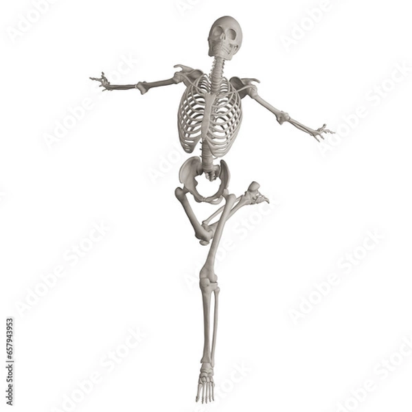 Fototapeta skeleton posing 3d render illustration with transparent background