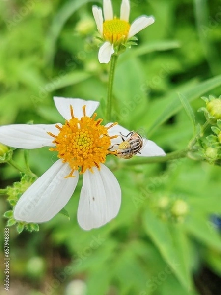 Obraz Bee​ on​ white​ flower​