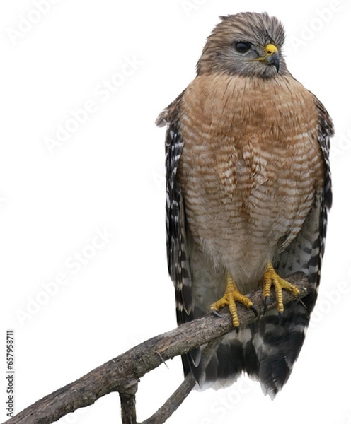 Obraz Red-Shouldered Hawk Perching On A Tree , isolated on White .