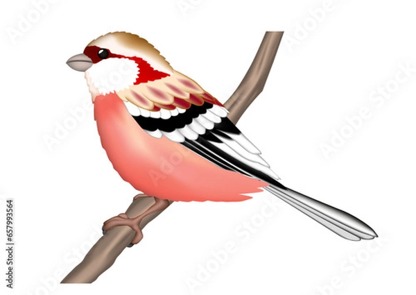 Obraz 野鳥　ベニマシコ　イラスト