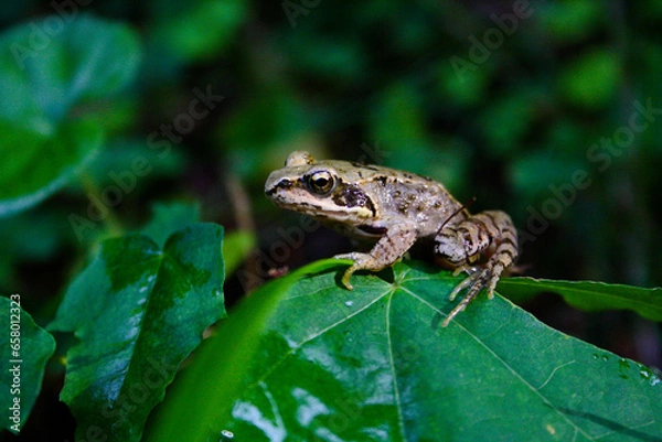 Obraz frog on a leaf closeup