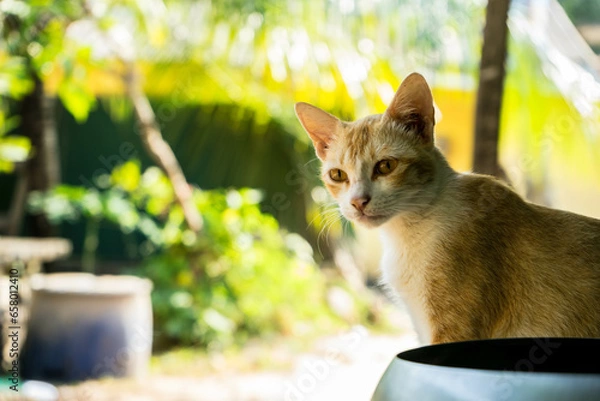 Obraz cat in the garden
