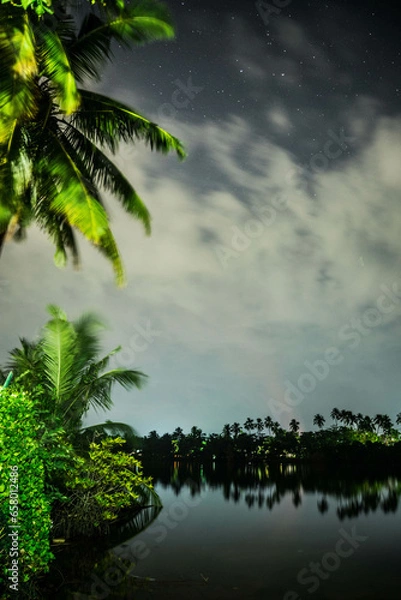 Obraz trees at night