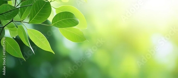 Fototapeta Nature view of a green leaf in a garden with blurred greenery background serving as a fresh wallpaper concept