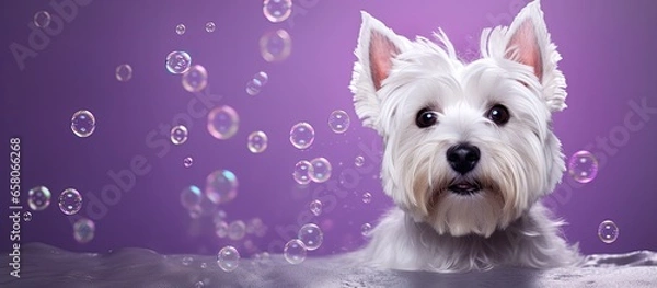 Fototapeta Groomed West Highland White Terrier dog portrait on purple background with soap bubbles Space for text