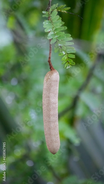 Obraz single tamarind fruit  with some leaf.
