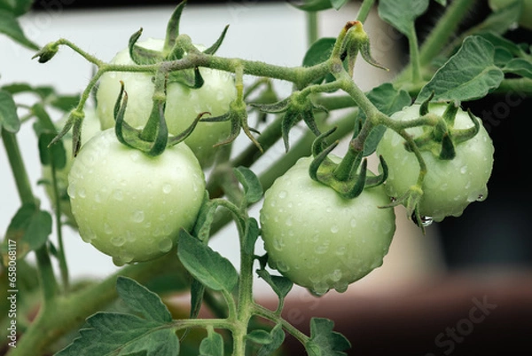 Obraz tomatoes with rain drops