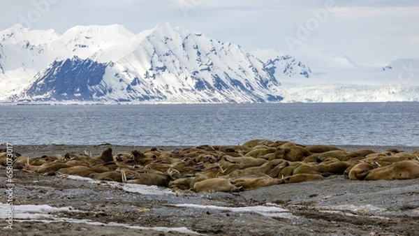 Obraz Svalbard
