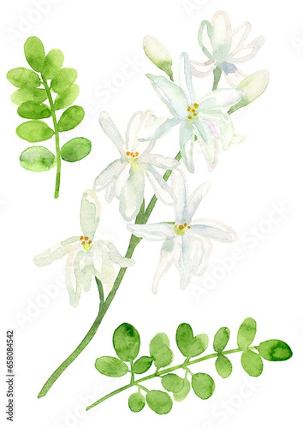 Obraz 水彩で描いたモリンガの花と葉っぱのイラスト