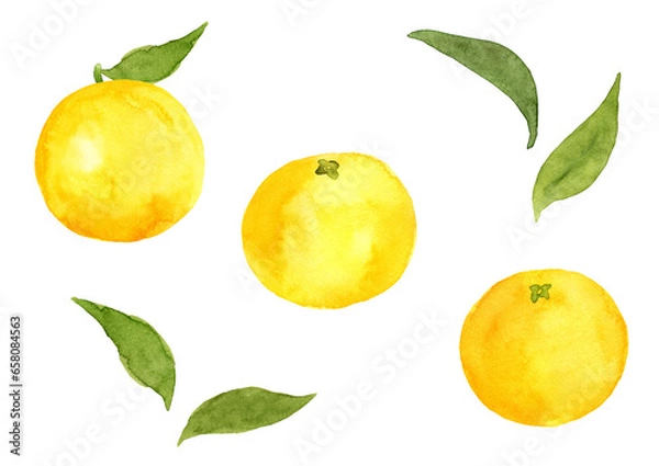 Obraz 水彩で描いた、はっさくと葉っぱのイラスト