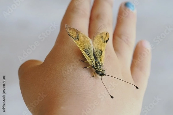 Fototapeta child plays with beautiful butterfly