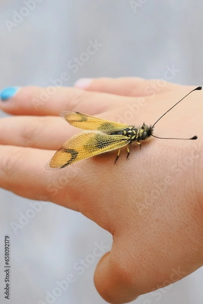 Fototapeta child plays with beautiful butterfly