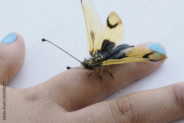 Fototapeta child plays with beautiful butterfly