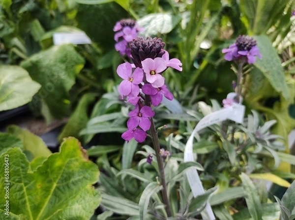 Obraz Erysimum 'Bowles's Mauve'