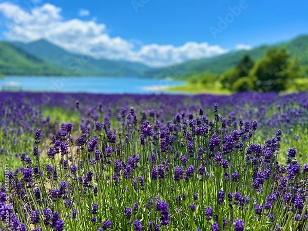Fototapeta ラベンダーと湖