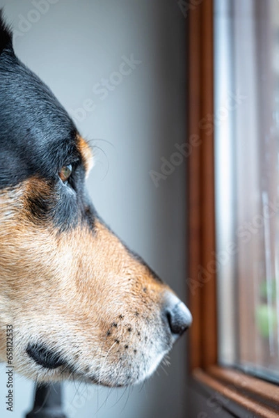 Obraz portrait of a dog looking into the distance.dog looking out the window. Dog waiting for its master.