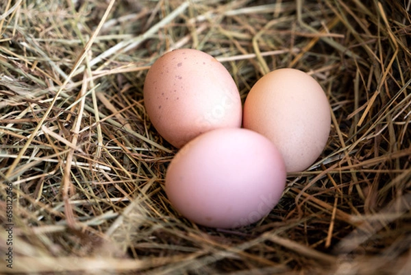 Fototapeta several eggs in the straw nest. Chicken eggs in straw. Potholes. Close-up of eggs.