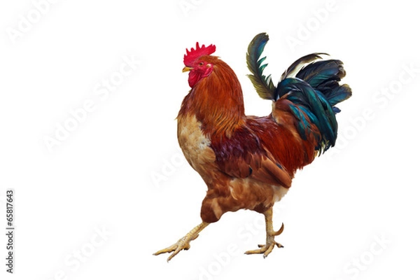 Fototapeta "Red" rooster.