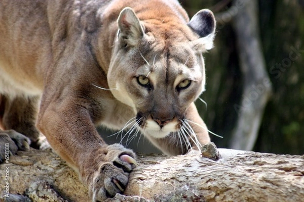 Fototapeta puma