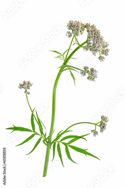 Obraz Baldrian Valeriana officinalis