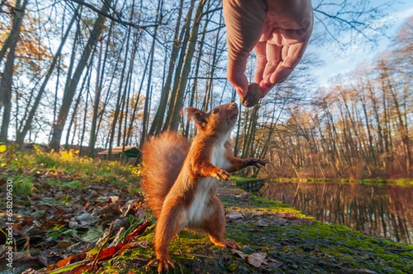 Obraz Curious squirrel sniffs nut in the human hand.