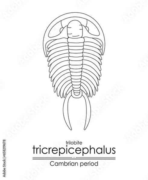 Fototapeta Trilobite Tricrepicephalus, a Cambrian period creature, an extinct marine arthropod, black and white line art illustration. Ideal for both coloring and educational purposes