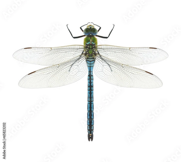 Obraz Dragonfly Anax imperator (samiec) Blue Emperor