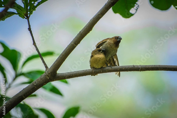 Obraz bird on a branch