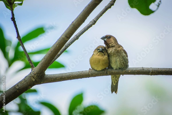 Obraz bird on a branch