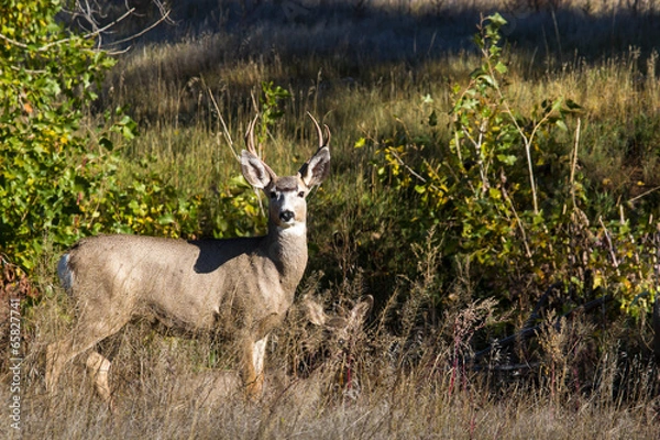 Fototapeta Mule Deer Buck