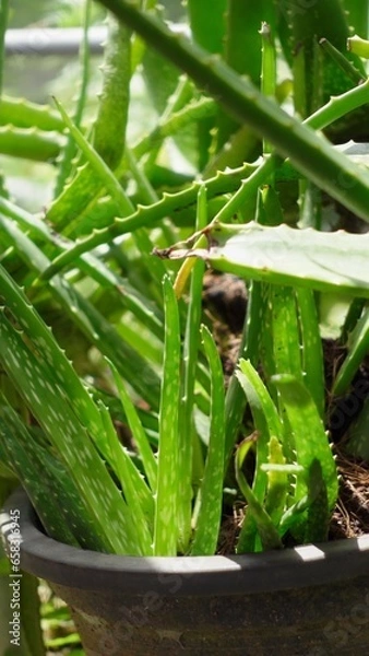 Obraz Green aloe plant
