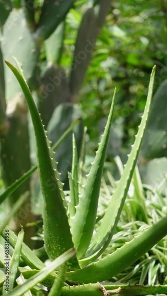 Obraz Green aloe plant