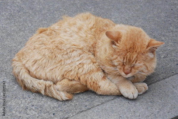 Fototapeta 眠り猫