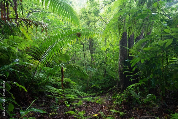 Obraz やんばるの森林　与那覇岳