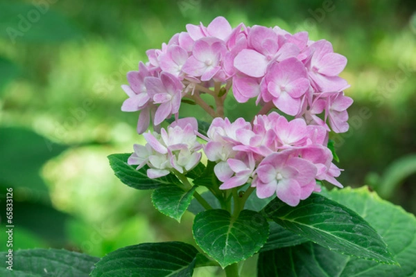 Fototapeta African Violet