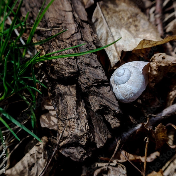 Fototapeta Empty Snail Shell in Nature