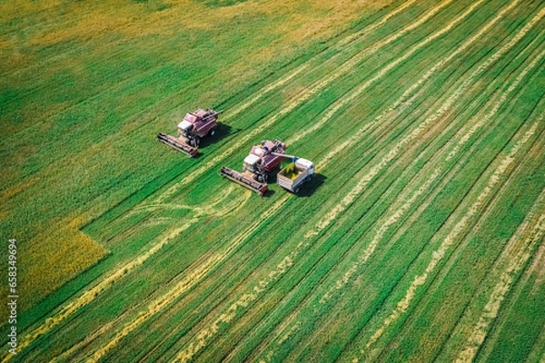Obraz Harvesting by farmers on harvesters in the wheat fields of Belarus. Aerial view