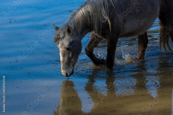 Obraz caballo bebiendo