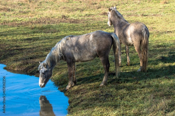 Obraz Caballos en la orilla