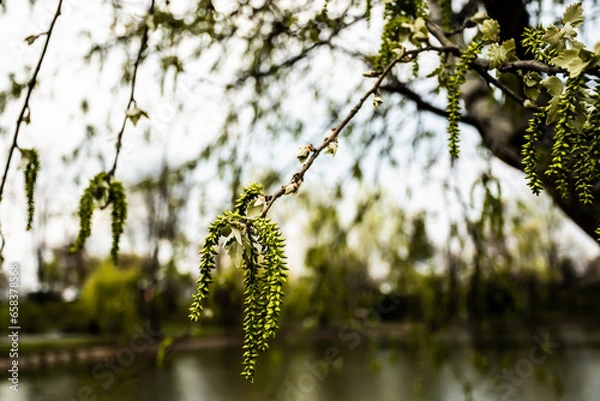 Fototapeta Pendulous catkins of poplar (populus canescens) tree, the grey poplar.