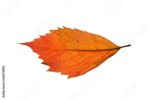 Fototapeta Red fallen leaf of wild grape in autumn, without a background.