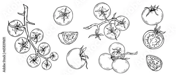 Fototapeta Collection of line sketches of tomato fruits and pieces of summer vegetable.Vector graphics.	