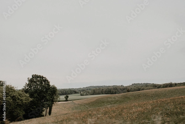 Obraz tree in the fog