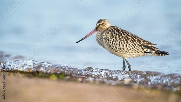 Fototapeta Black-tailed Godwit, Limosa limosa, birds feeding on the beach at low tide