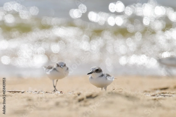 Obraz ファンタジック