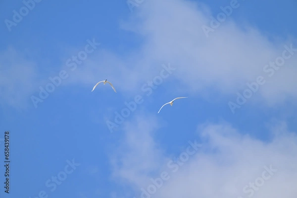 Obraz 青空と白い雲